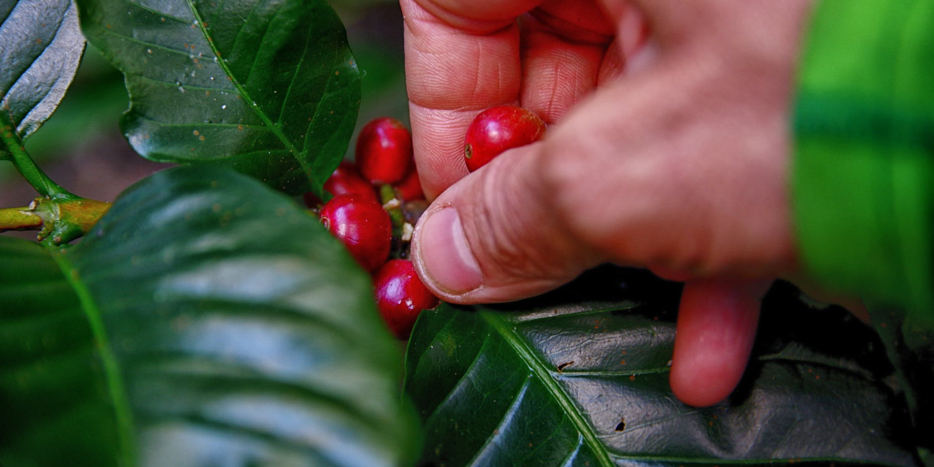 Cómo es la cadena de valor de UCC y por qué es beneficiosa para el producto y los clientes