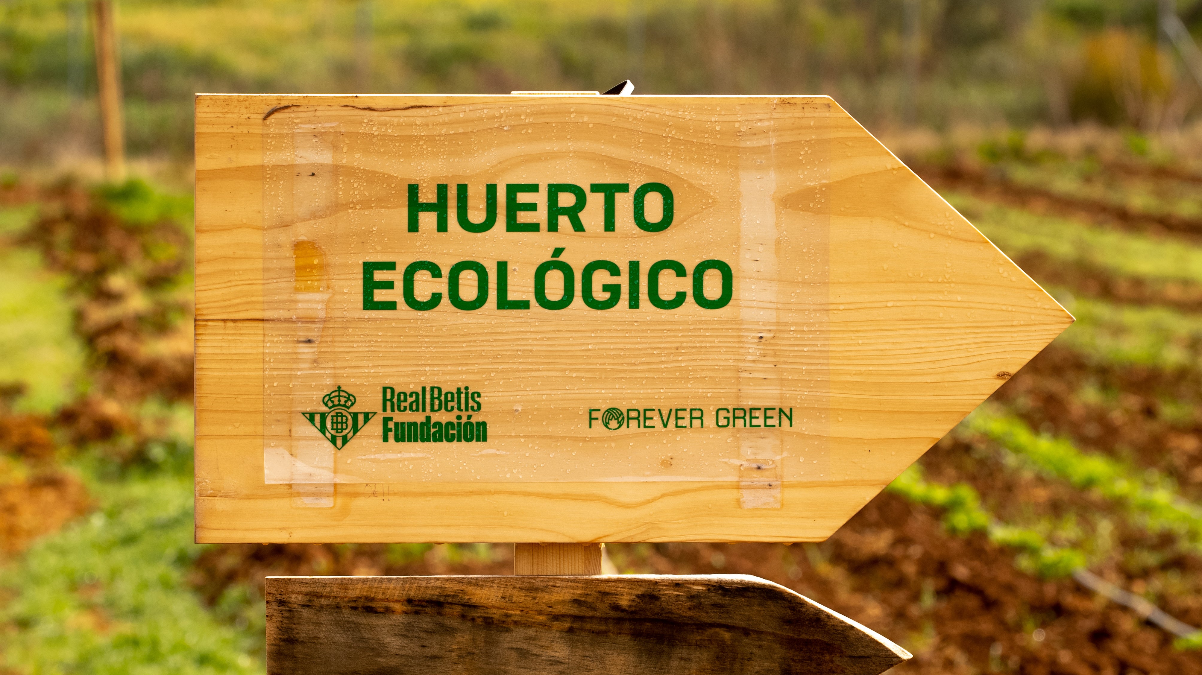 Reforestación de Templo Cafés y Forever Green